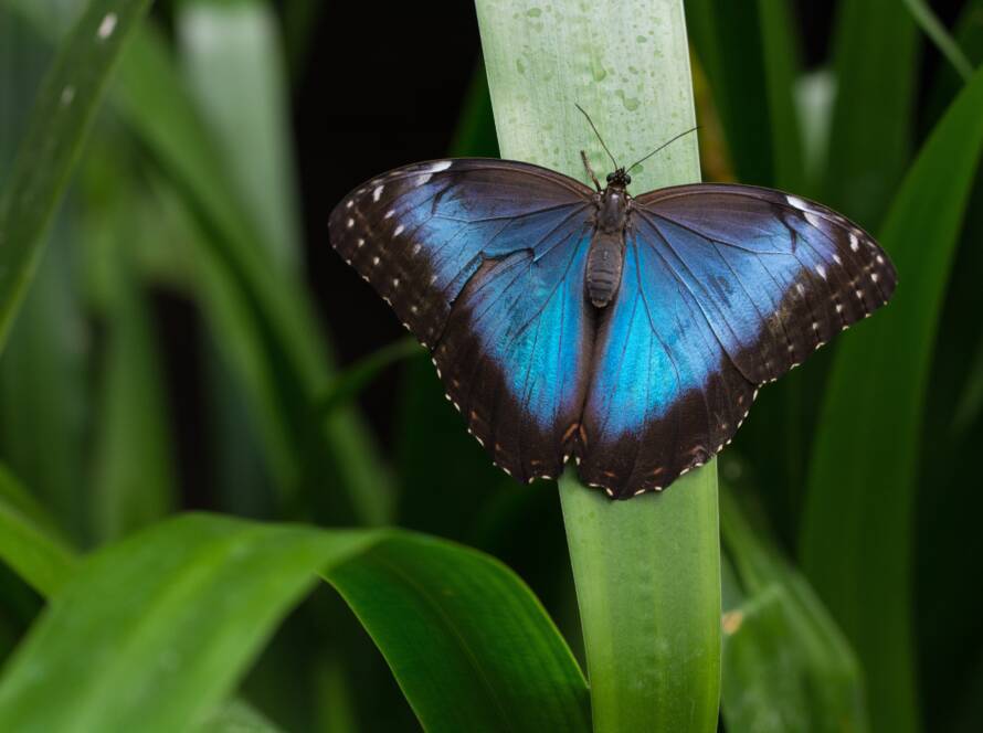 Blauer Schmetterling auf Blatt